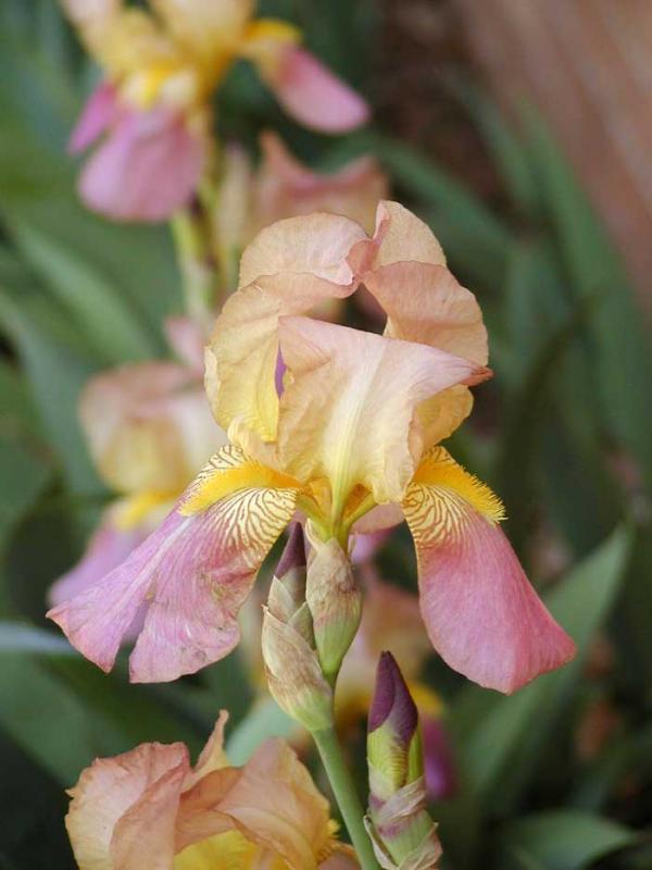 Multicolored Iris