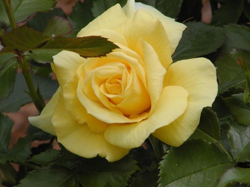 Yellow Rose
