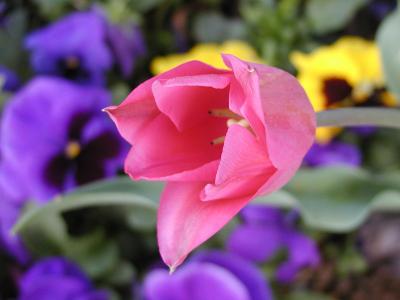Tulip over pansies