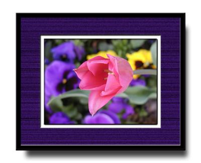 Tulip Over Pansies (matted and framed)