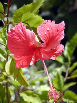 Tropical Hibiscus Flower on Princess Cays