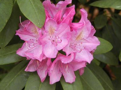 Rhododendron