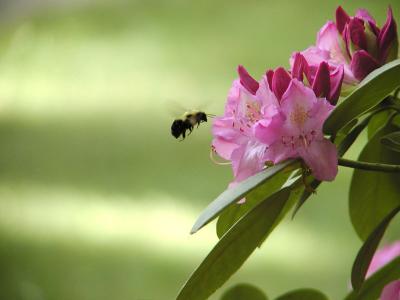Bumble Bee at the Rhododendron