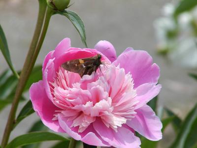 Butterfly on flower