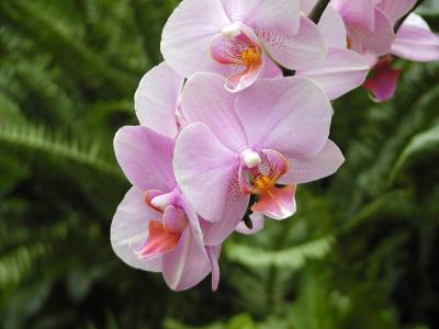 Phalenopsis Hybrid Orchid