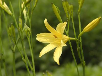 Yellow Day Lily