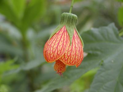 Abutilon Hybridum (Flowering Maple)