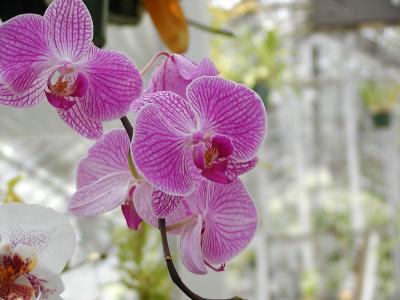 Phalenopsis Hybrid Lavender Orchid