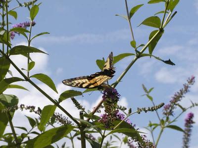 Eastern Tiger Swallowtail on Butterfly Bush