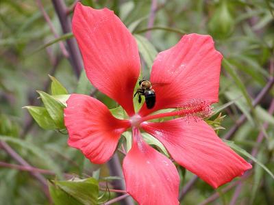 Bee in flight over Hibiscus