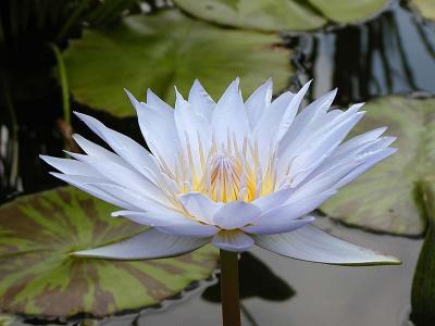 Water Lily