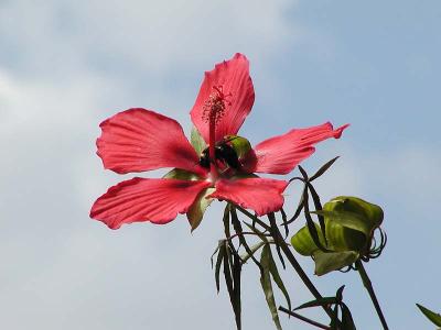 Scarlet Rosemallow (Hibiscus coccineus) with bee