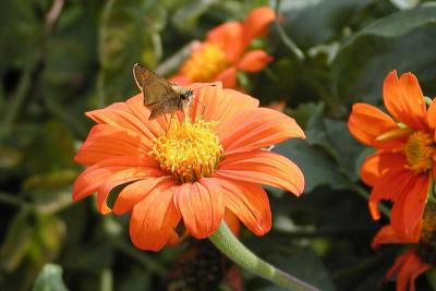 Butterfly on Tithonia, Mexican sunflower