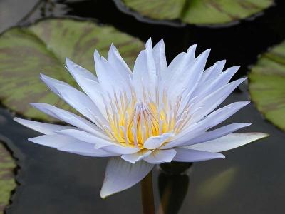 Water Lily 2