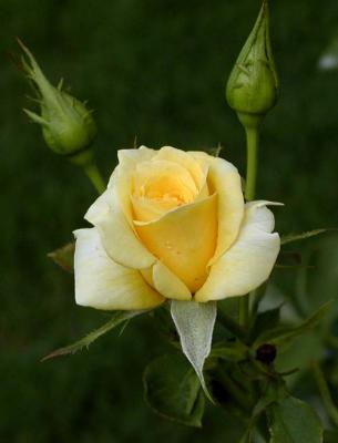 Yellow Rose