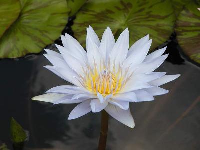Water Lily 3