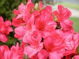 Last of the Azaleas