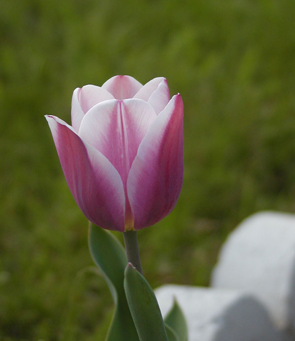 Purple Tulip