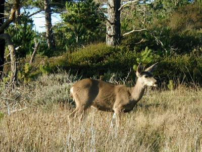 Deer at Point Lobos