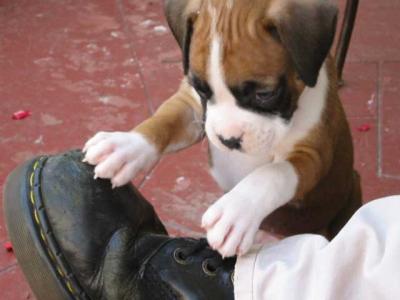pup4.jpg