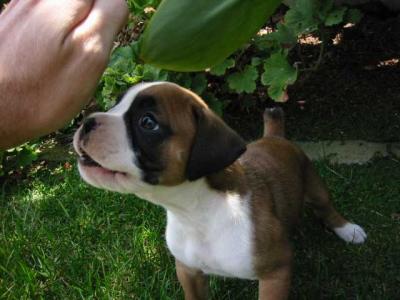 pup5.jpg