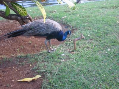 Peacock at the Luau