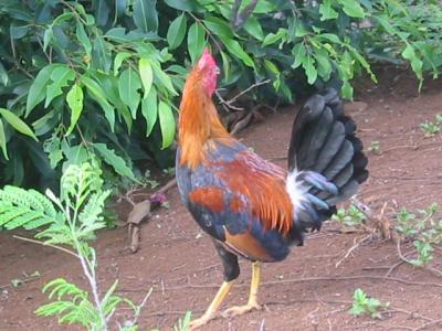 One of the many wild roosters (freed by Hurricane 'Iniki in 1992)
