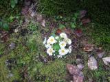 Flowers in front of the house