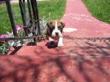 pup3.jpg