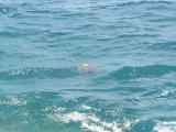 Sea turtle next to Queens Bath