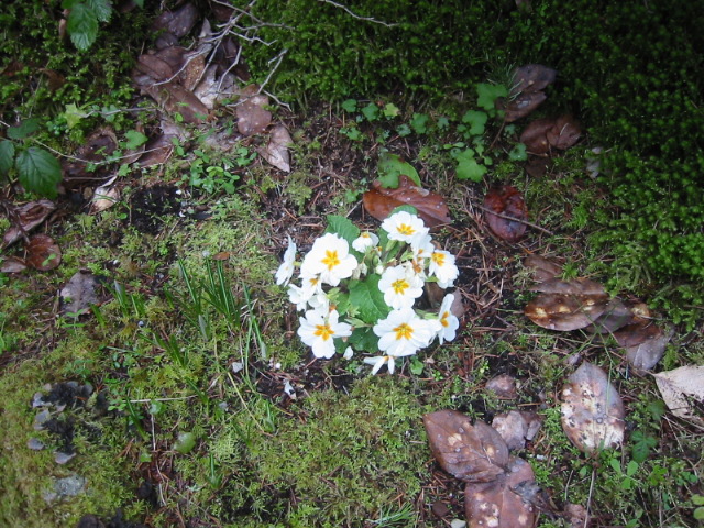 Flowers in front of the house