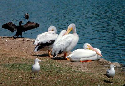 Pelican Gang, Security Gulls and a Noisy Neighbor
