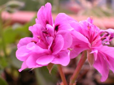 Dscn0139.jpg