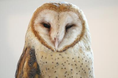 Rehabilitating Wildlife