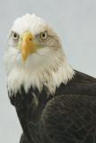 Bald Eagle -- Lindsay Wildlife Museum (Captive)