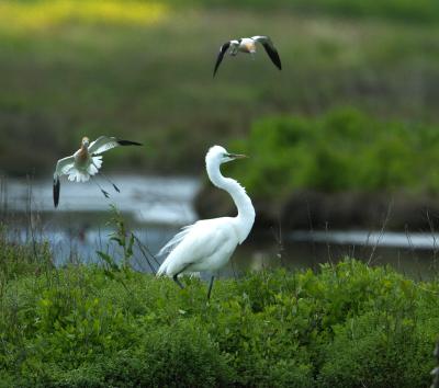 An Egret had stumbled onto a nest of a pair of avocets.  There was a female egret nearby and I was unclear if this egret was after the nest or the female. It was quite a show.