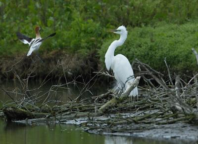 Avocet Confronting an Egret