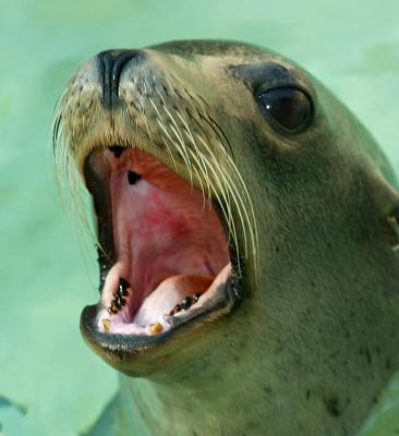 seal.jpg