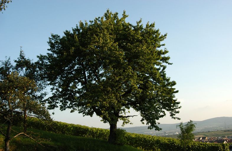 Dsc_1720.jpg