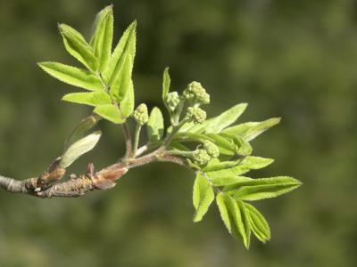 Rowan 1