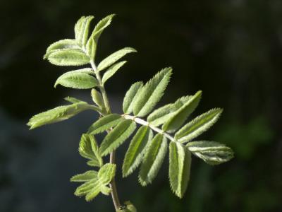 Rowan 2
