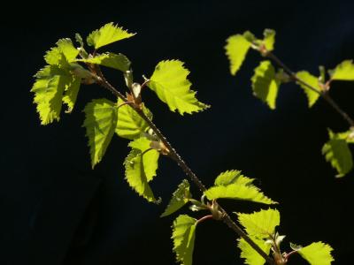 Backlit birch tree