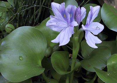 Pond Flowers