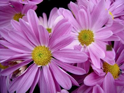 Daisies.jpg