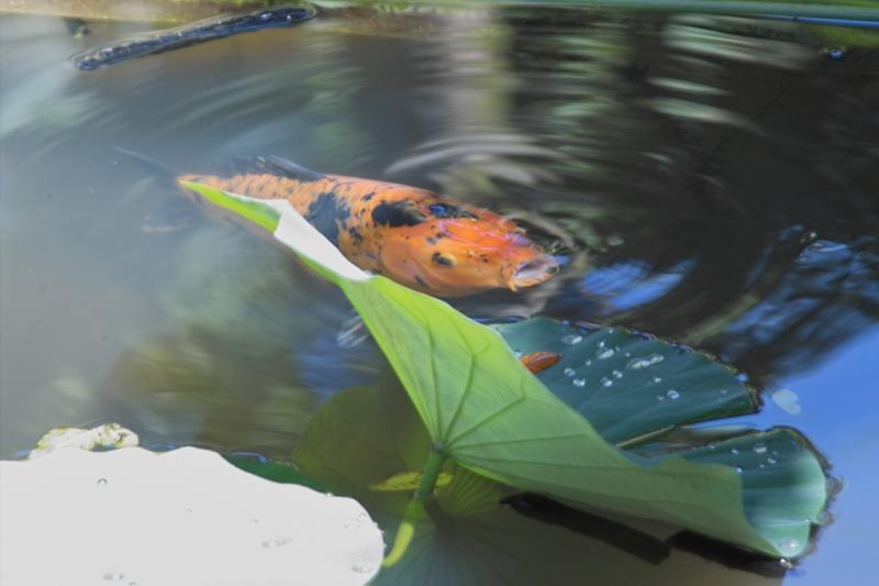 IMG02034.jpg