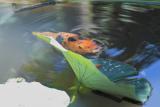 IMG02034.jpg