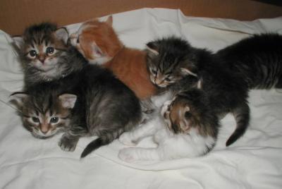 Siberian kittens at  3 weeks  - Siperiankissan pennut kolmen viikon ikäisinä