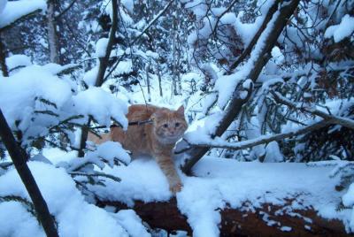 Linda  - the snow cat  -  Linda - lumikissa