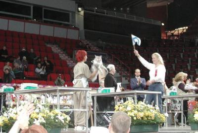 A Finnish Maine Coon wins the semilong hair adult category - Suomalaisten juhlaa kakkoskategoriassa.