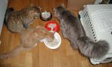 The boys are eating - Cedi, Alek and Gordi in the kitchen.